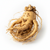 Panax Ginseng